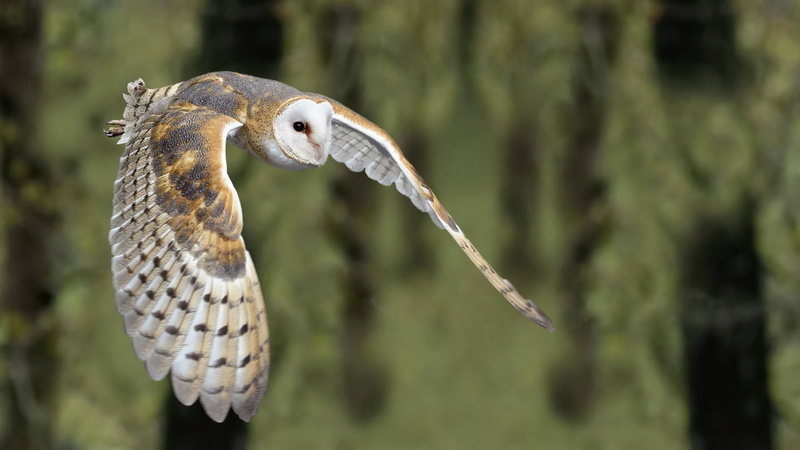 Birds, Barn owl, 1080P
