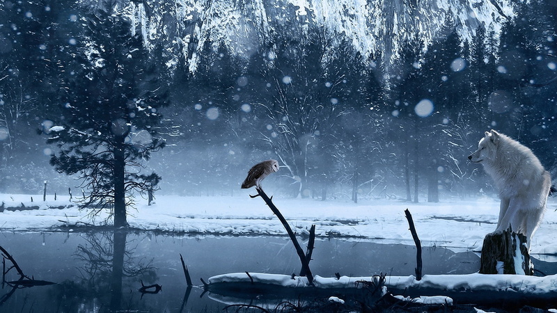 1080P, snow, wolf, Barn Owl