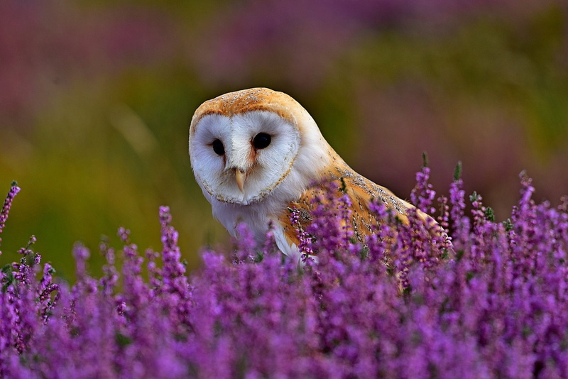 Barn Owl, Owl, Bird, 1080P, Birds, Lavender, Wildlife, Purple Flower
