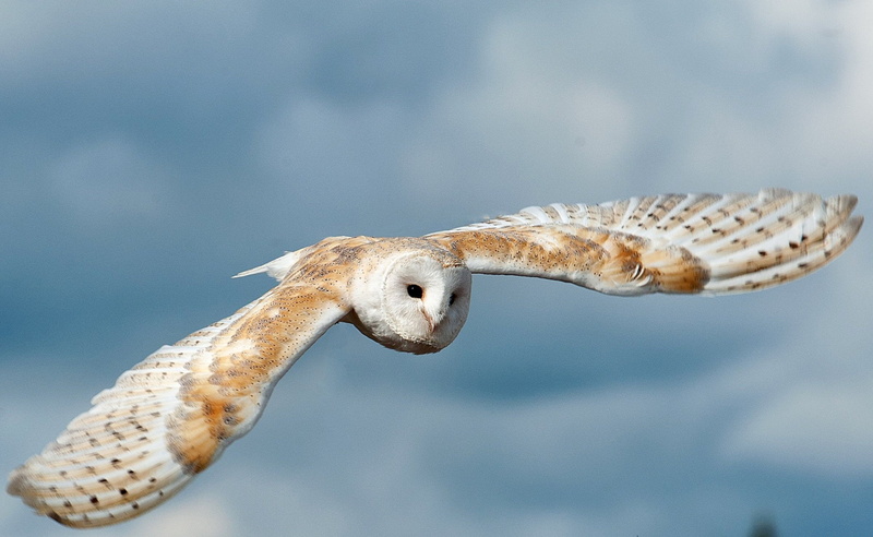 flying, nature, day, animals in the wild, focus on foreground, one animal, no people, vertebrate, animal wildlife, 1080P, barn owl, close-up, marine, mammal