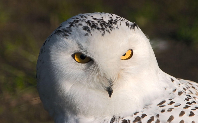animal, white, bird, black, owl, barn, 1080P