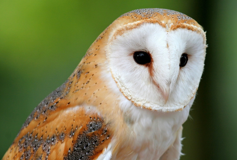 feather, outdoors, bird, animals Hunting, owl, brown, animal, focus on foreground, cute, animal themes, 2K, day, green Color, predator, barn, animal Eye