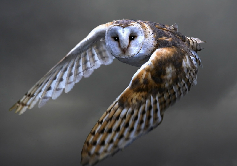 animal Wing, focus on foreground, brown, 1080P, bird of Prey, mid-air, one animal, wildlife, falcon - bird, hawk - Bird, barn owl, close-up, day, spread wings