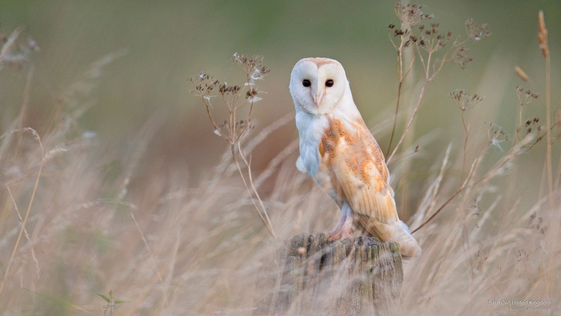 kingdom, owl, barn, united, 2K, Birds