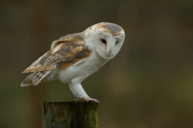 the barn owl, outdoors, nature, day, bird of prey, full length, animal themes, focus on foreground, background, stump, bird, brown, common, close-up, perching