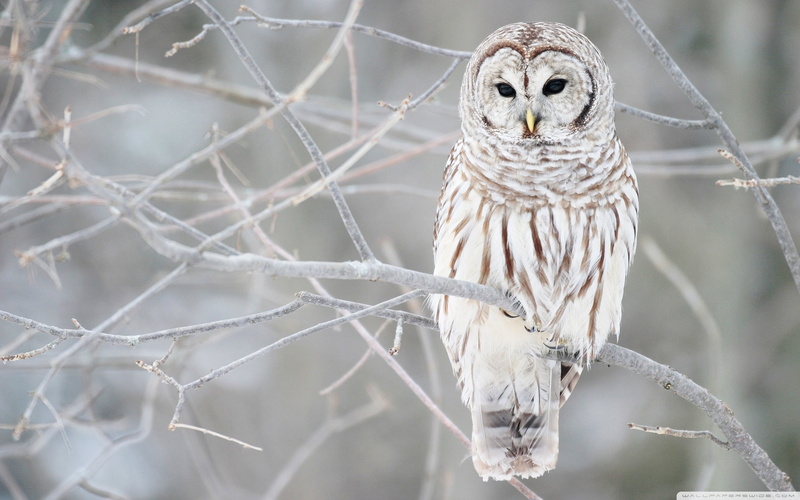 brown, barn, 2K, owl, white