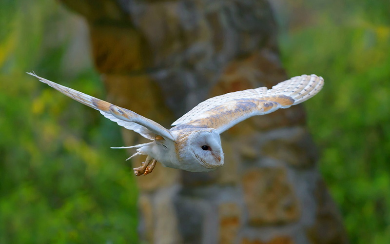 close-up, desktop, day, tree, nature, animal, plant, bing, animals in the wild, flying, animal wildlife, barn, vertebrate, beauty in nature