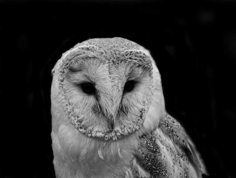 black background, animal, animal wildlife, nerivill1, 4K, white, grayscale, beak, vertebrate, parrot, portrait, animal themes, black, looking, art, animal body part