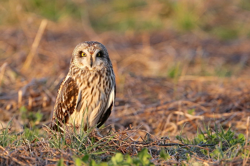 land, vertebrate, outdoors, animal wildlife, feathers, one animal, brown, animal eye, animals in the wild, falcon - bird, grass, eared, portrait, owl, nature