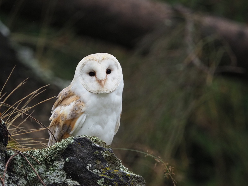 no people, plant, rock - object, beak, portrait, perching, owl, looking at camera, barn owl, animal, feather, 5K, tree, nature, vertebrate, bird of prey