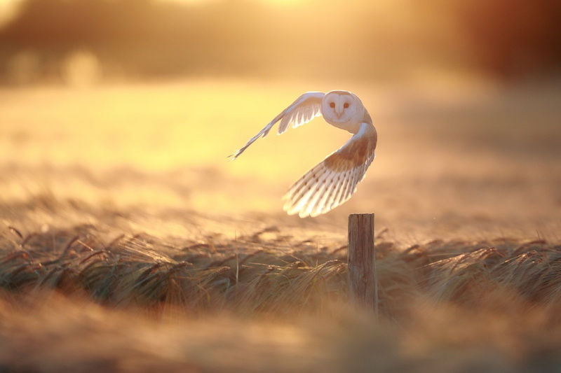 Summer, Birds, Bird, 1080P, Wheat, Owl, Barn Owl