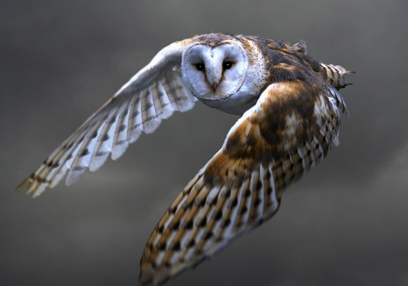 animals in the wild, motion, animal wing, Barn owl, day, nature, 1080P, full length, close-up, Bird, Flying, Predator, no people, Owl, spread wings, one animal