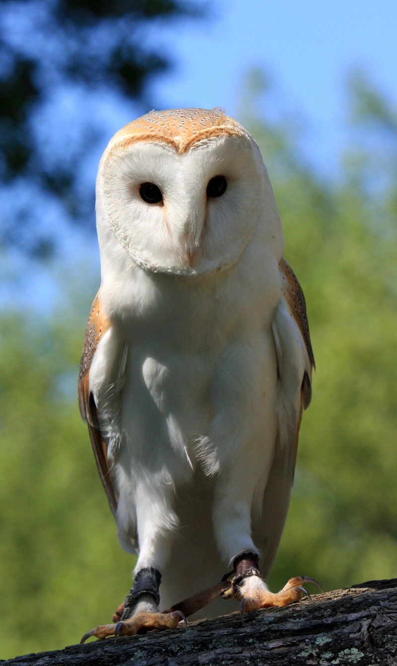 barn owl, animal, owl, full length, sky, 2K, bird of Prey, brown, beautiful, photography, one animal, tree, perching, focus on foreground, animal wildlife
