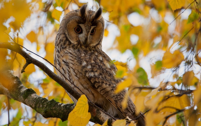 tree, beauty In Nature, vertebrate, owl, branch, animals In The Wild, looking, day, perching, animals Hunting, autumn, bird of Prey, focus on foreground