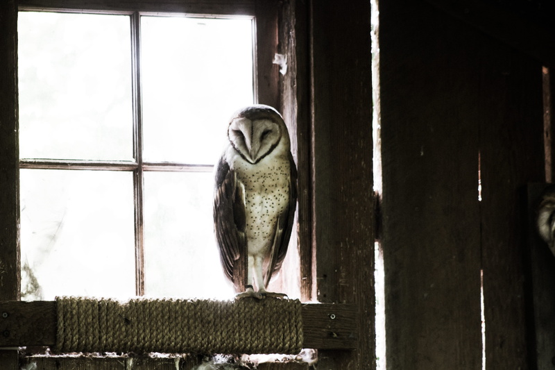 barnyard, natural light, glass, black, animals in captivity, grey, day, rope, daytime, perching, barn, bird of prey, bird, photo, parrot, no people, 4K