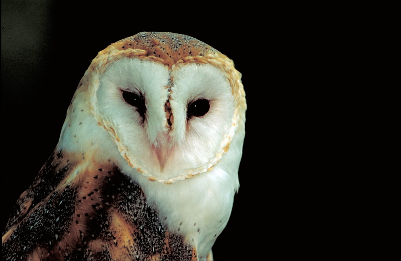 bird, black background, beak, animal head, bird of prey, animals in the wild, animal themes, close-up, animal eye, indoors, copy space, no people, owl