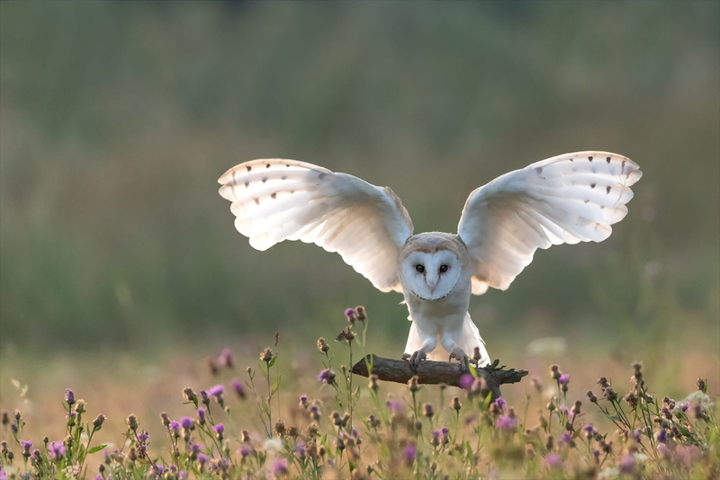Owl, Birds, Barn Owl, Wildlife, Bird, 1080P
