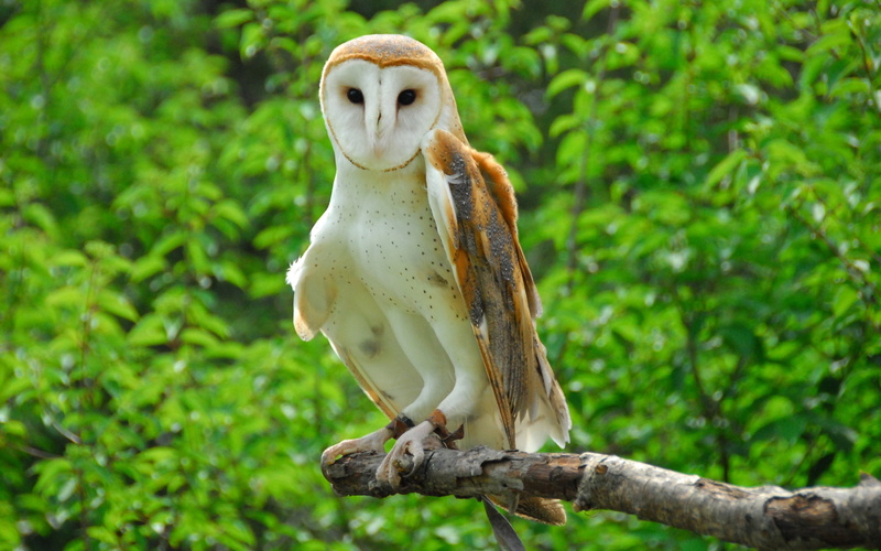 barn owl, 2K