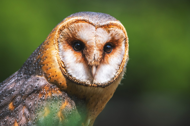 focus on foreground, animal wildlife, brown, close-up, birds, day, animal themes, animal head, animalsNature, one animal, animal mouth, animal body part