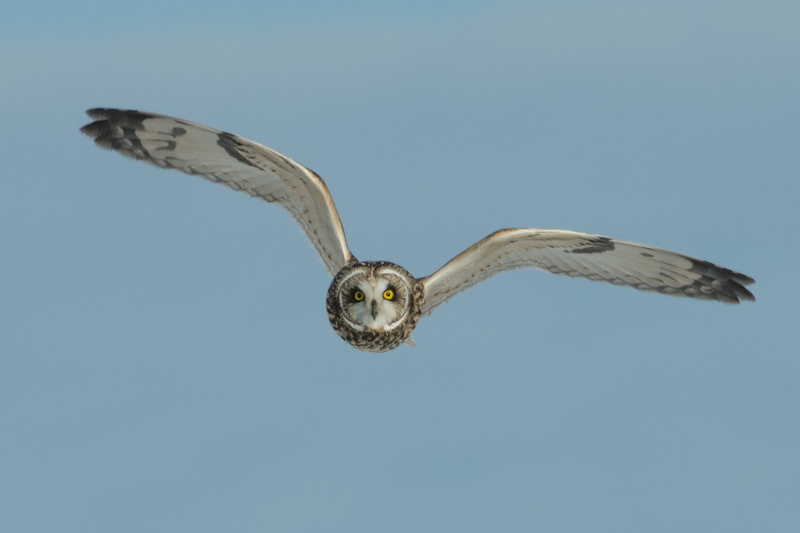 owl, clear sky, black, daytime, wings, animal body part, nature, white, day, brown, mid-air, flying, one animal, photo, animals in the wild, animal, animal themes