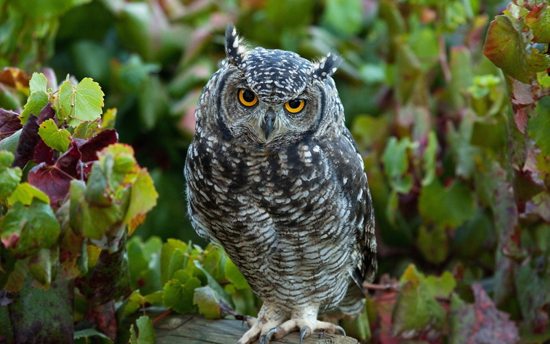 one animal, animals In The Wild, plant part, animal Eye, carnivore, perching, animal wildlife, animals Hunting, leaves, vertebrate, looking, white, portrait