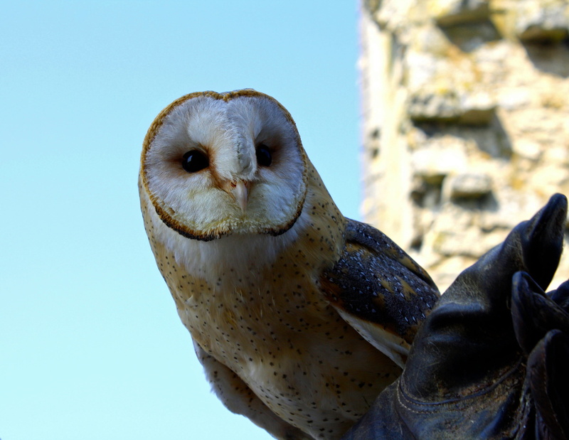 barn, nature, blue, sea, predator, animal body part, animal wildlife, 2K, alba, barn owl, sky, photo, hunter, wildlife, low angle view, bird, falconry