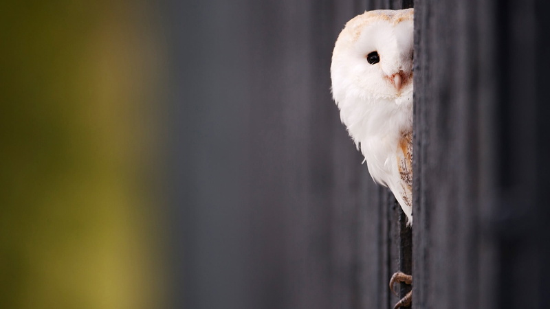 bird of prey, one animal, animals in the wild, owl, animal, domestic, animal themes, cute, 1080P, bird, vertebrate, mammal, portrait, pets, selective focus