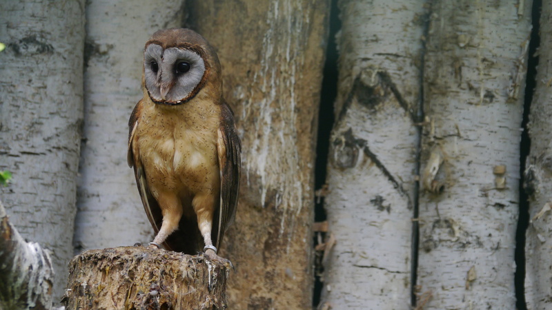 close up, animal world, zoology, eagle owl, feather, looking, flying, animal, bird, outdoors, sitting, animals in the wild, domestic animals, nature, animal themes