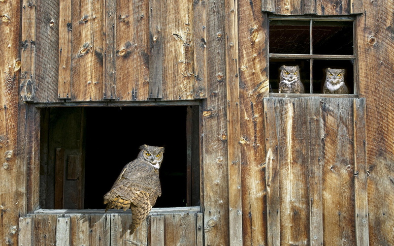 mammal, 1080P, owl, animal themes, glass - material, wooden, old, house, owls, day, history, vertebrate, asia, architecture, cultures, domestic animals