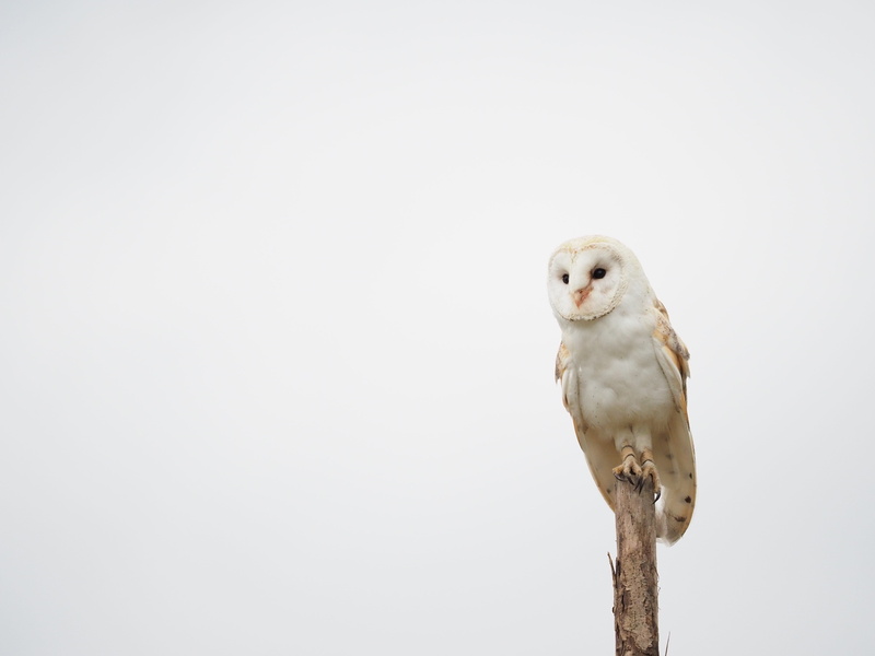 animals in the wild, animal, feather, vertebrate, branch, wings, full length, nature, no people, beak, bird, bird of prey, looking at camera, predator