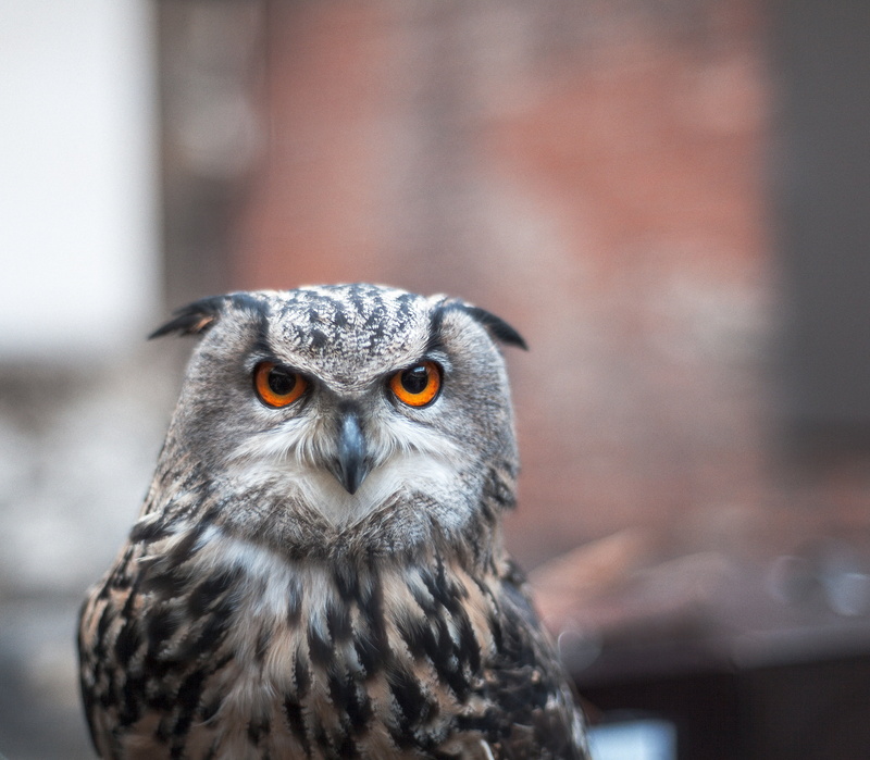 bird, barn, predator, falcon - bird, 4K, outdoors, close-up, portrait, no people, bird of prey, owl, nature, look, vertebrate, looking at camera, focus on foreground