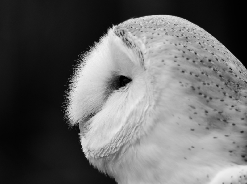 animal, barn, vertebrate, 4K, close-up, indoors, whisker, owl, domestic, mammal, nikon, looking, eye, trewitleyowltrust, no people, Black and White
