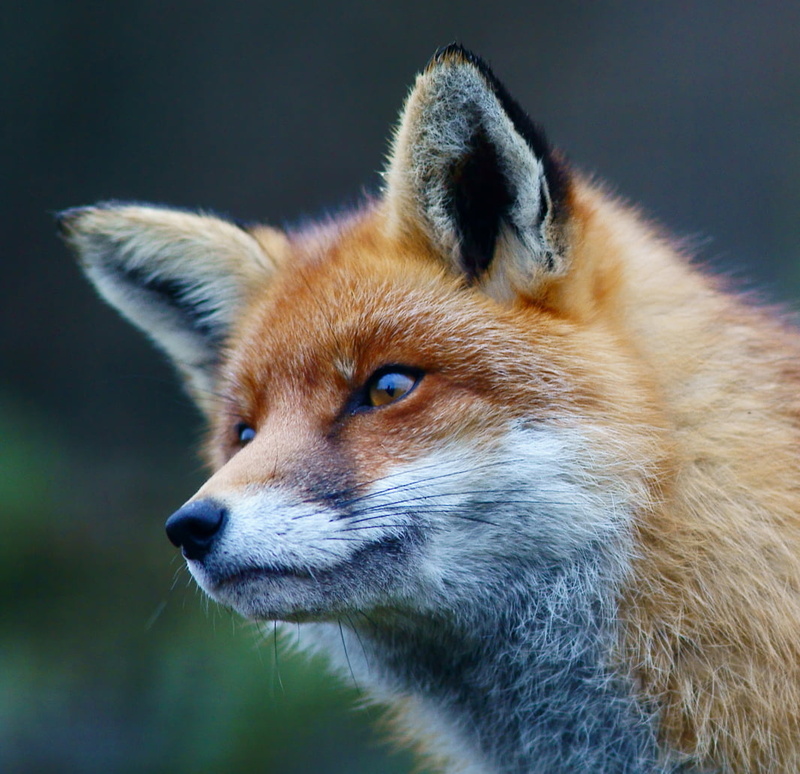 red Fox, Trimming, photography, selective, focus, 480P, wildlife, animal, British  Wildlife  Centre, nature, Sigma, DG, Newchapel  Surrey, Portrait, selective focus