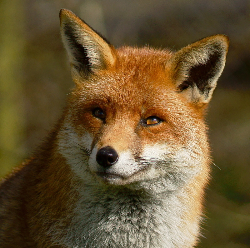 Trimming, Red Fox, animals In The Wild, British  Wildlife  Centre, nature, fox, photo, red, closeup, Vulpes, carnivore, 720P, animal, Newchapel  Surrey
