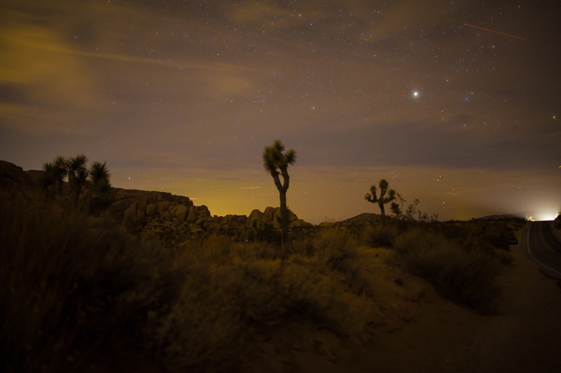 4K, non-urban scene, idyllic, nature, star - space, plant, sky, outdoors, Joshua Tree National Park, tranquil scene, beauty in nature, tranquility, growth
