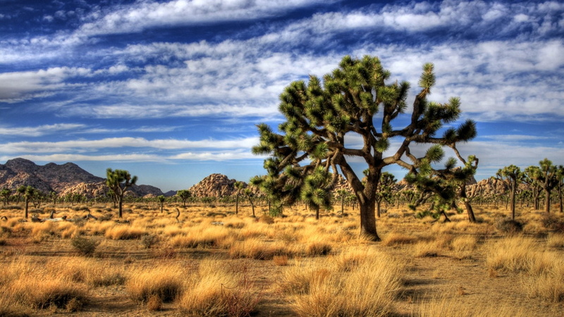 Joshua Tree National Park, National Park, 1080P