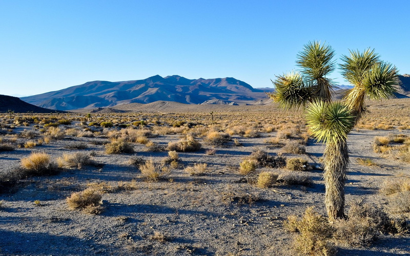 joshua, tree, park, 2K, deserts, iphone, national