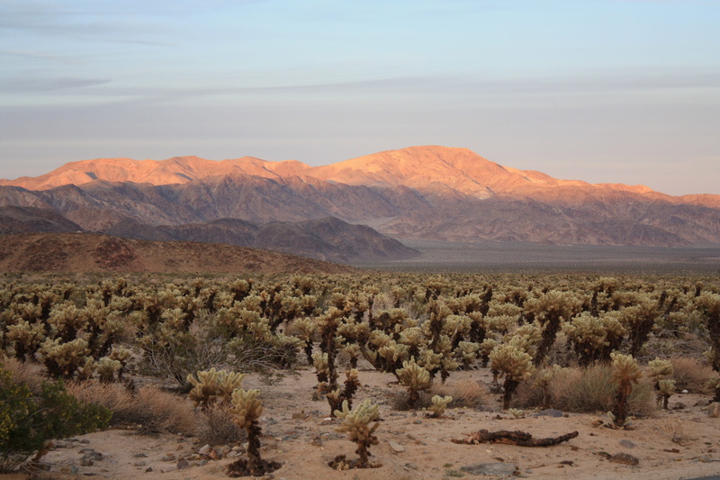 landscape, desert, joshua tree, california, national park, climate, park, environment, day, beauty in nature, mountain, tree, non-urban scene, 4K, southwest