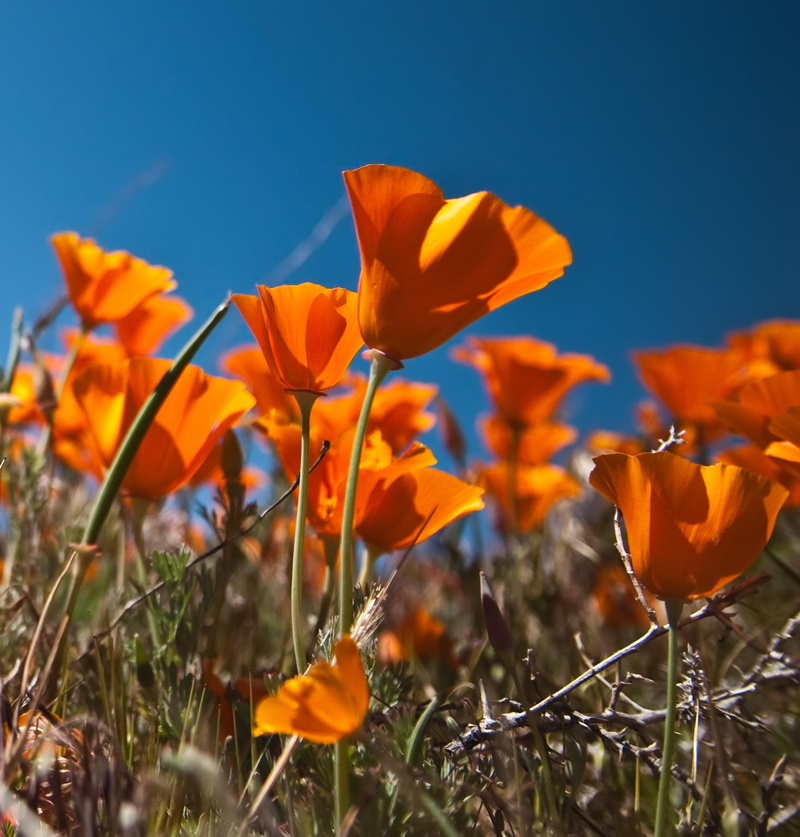 blue, flowers, daytime, Photomatix, blue sky, Reserve, Poppy, lancaster  CA, HDR, shallow focus, springtime, california poppies, plant, 2K, yellow, summer