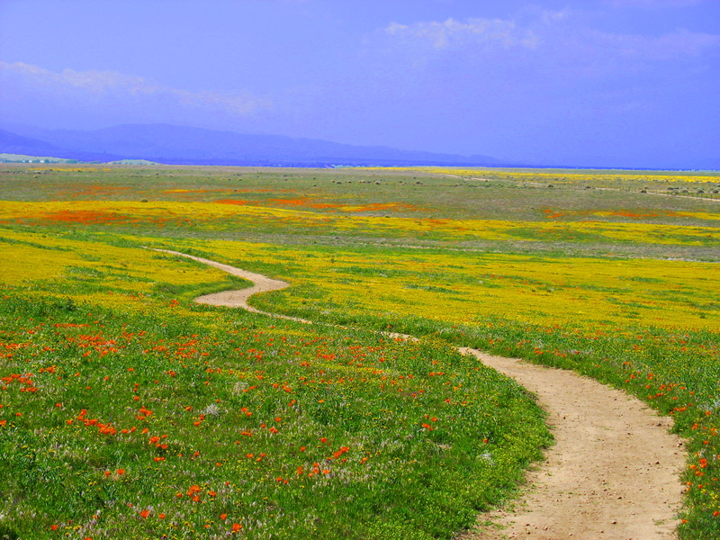 orange, antelope valley  california, state flower, grass, soil, beautiful, wildflower, summer, hill, sky, poppy, california, rural Scene, meadow, preserve