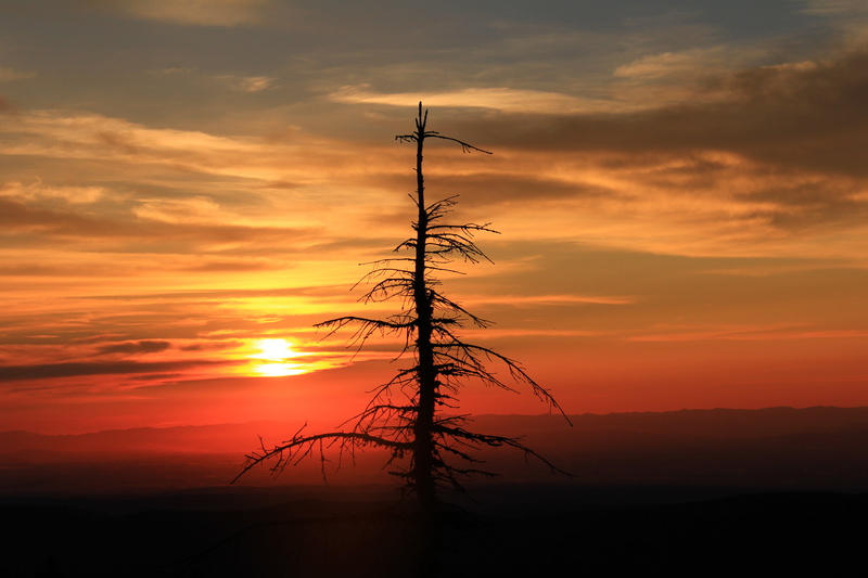 Landscape, Pacific Northwest, America, Wilderness Act of 1964, Wilderness Area, BLM, nature, Great Outdoors, ecology, environment, Lands  Department, Snag