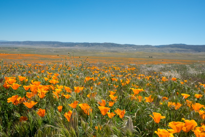 flower, rural scene, land, blue, orange, yellow, lancaster, beauty in nature, copy space, clear sky, plant, nature, day, springtime, landscape, flowerbed