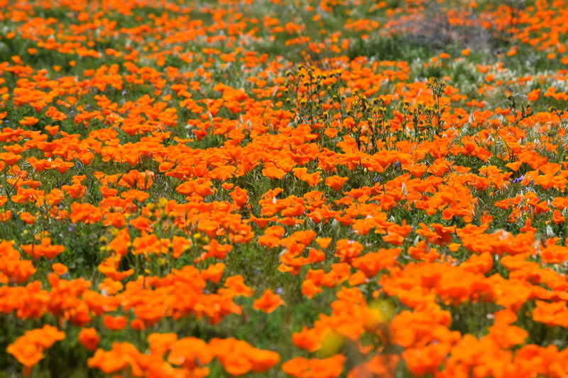 poppies, plant, 5K, beauty in nature, lancaster, antelope valley, spring, flowerbed, flowering plant, yellow, orange color, outdoors, fragility, selective focus