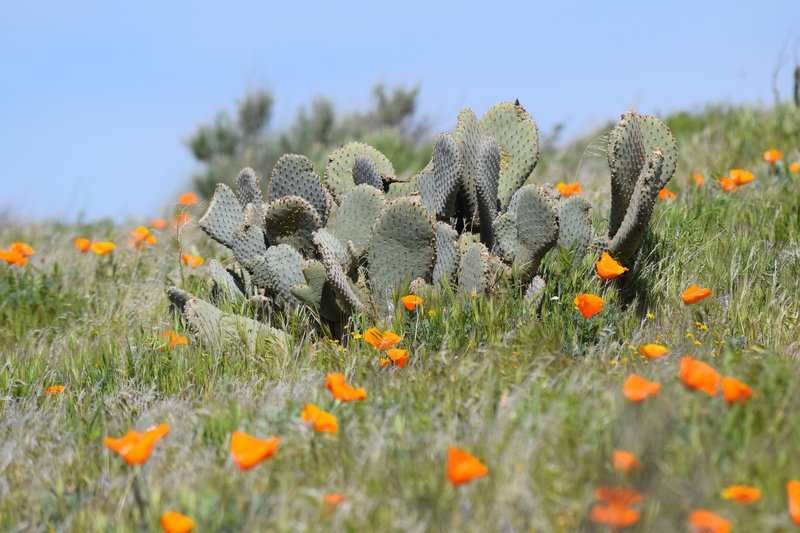 field, close-up, spring, beauty in nature, day, sky, inflorescence, springtime, flowering plant, outdoors, nature, yellow, flower head, 5K, cactus, california