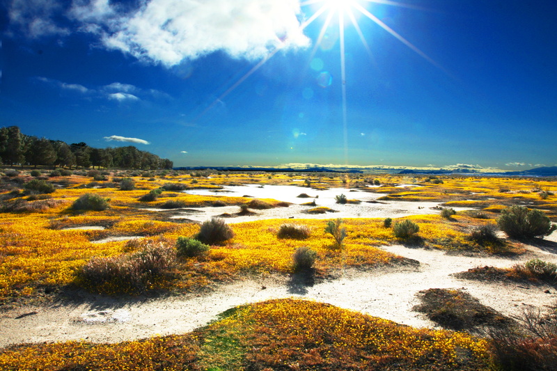 the desert  sun, antelope valley california, in bloom, sky, beautiful, united states, i love the, lancaster california, sea, flower, Antelope Valley, spring