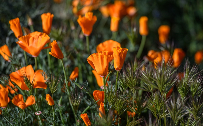 United States, flora, California, flowers, Poppies, botany, field, Wildflowers, Nature, 5K, poppyfields, Photography, lancaster