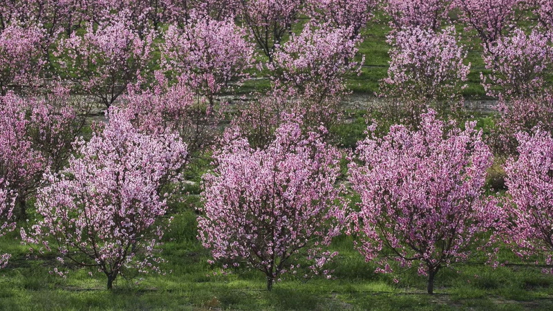 bloom, fruit, trees, lancaster, california, 1080P, orchards, peaches