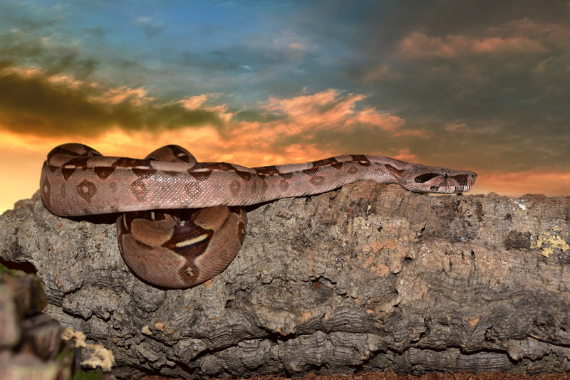 snake, animal representation, history, python, no people, terrarium, stone, close, creature, rock, brown, scale, head, outdoors, cloud - sky, nature, animal body part