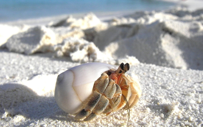 shell, hermit, lurking, sunlight, animal themes, one animal, crab, hermit crab, white, beach, nature, crustacean, animal, day, 720P, focus on foreground