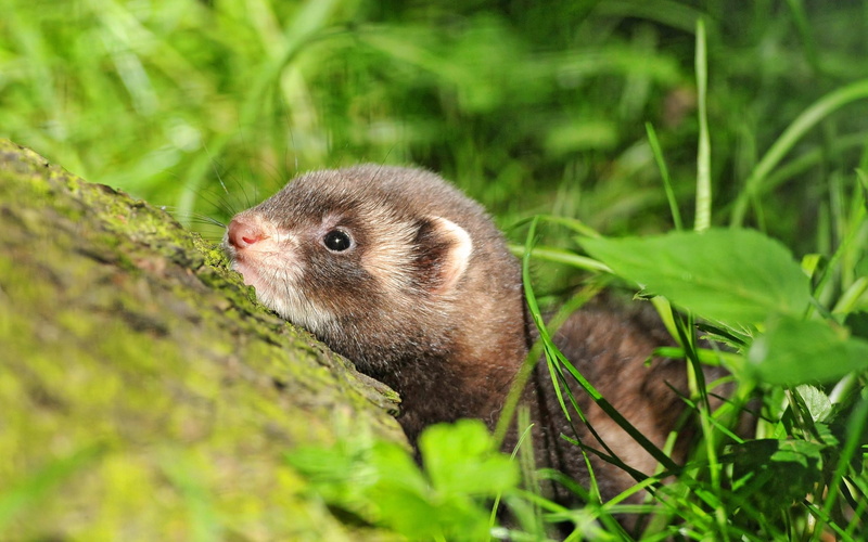 plant part, fur, no People, lurk, outdoors, curiosity, animal wildlife, close-up, animal, mammals, 2K, muzzle, grass, day, looking, animals In The Wild